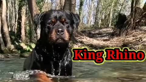 Rottweiler Dog