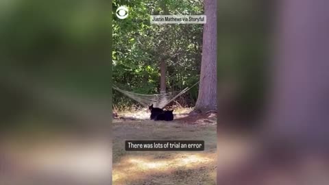 Family of bears try to figure out hammock