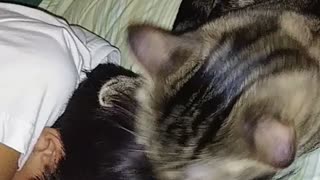 Grooming My Human