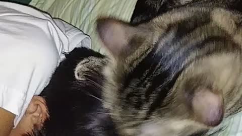 Grooming My Human