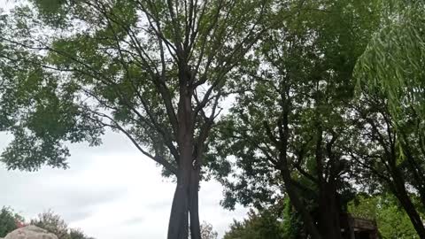 These three trees grow together