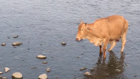 21_1210貓羅溪-牛媽媽