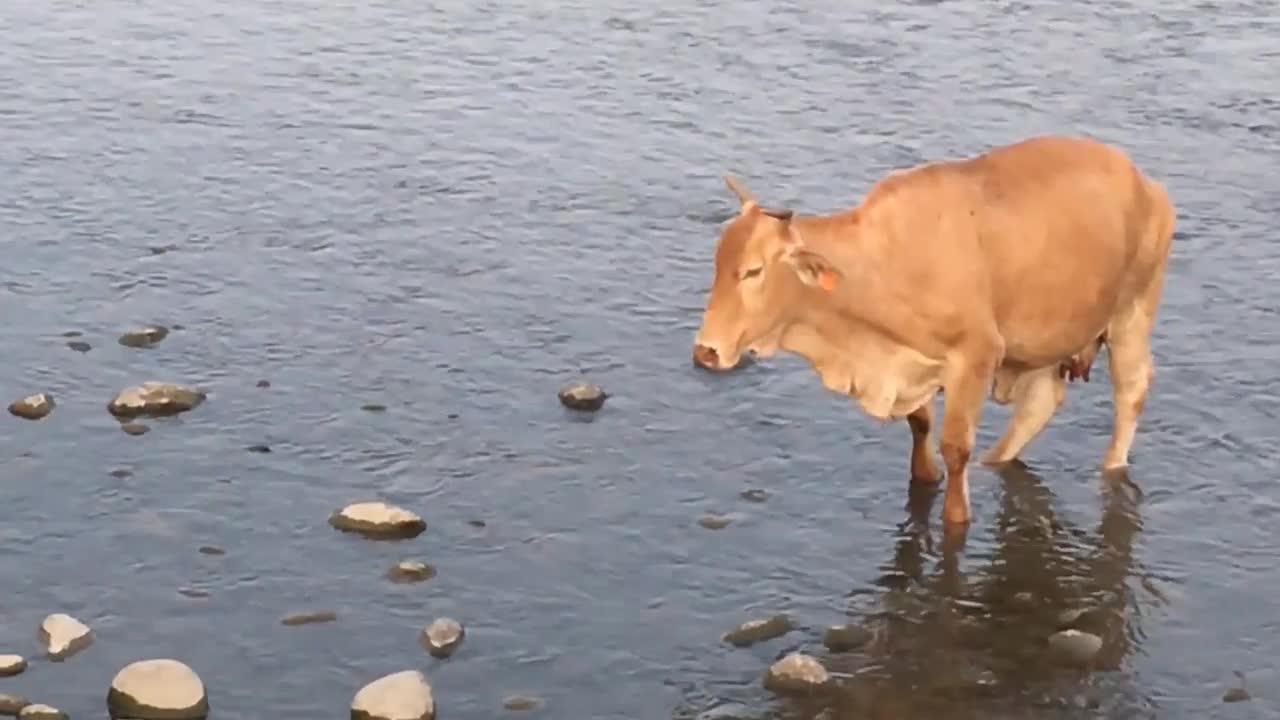 21_1210貓羅溪-牛媽媽