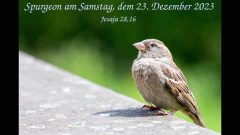 Spurgeon am Samstag, dem 23. Dezember 2023