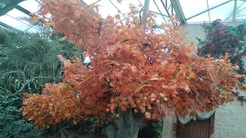 This tree is full of flowers