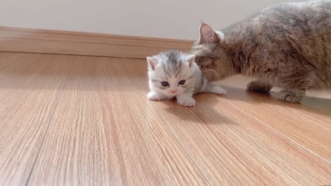 The little Kittens start walking