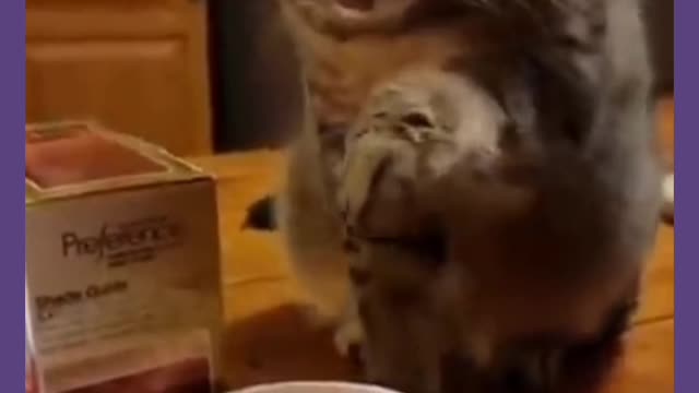 Cat testing coffee funny video