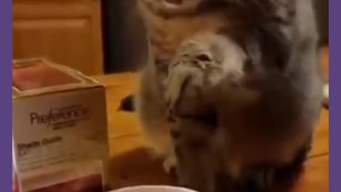 Cat testing coffee funny video