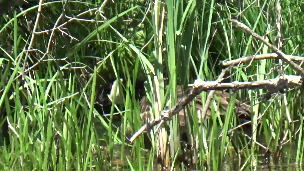 Canada Geese Family