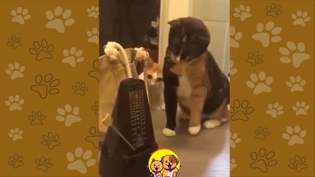 Cute cat and dog funny videos