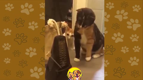 Cute cat and dog funny videos