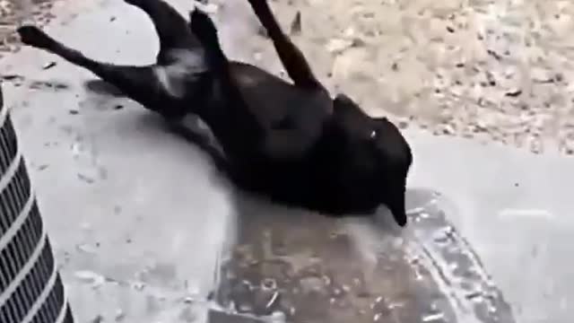 Funny dog and cat 🐈🐈