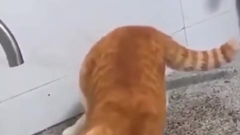 Funny cat compilation