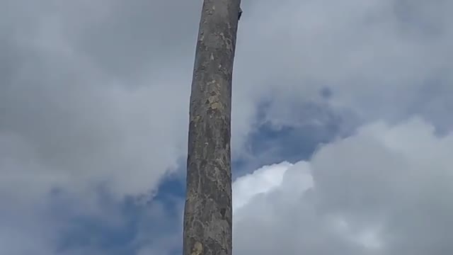 This Tree is not a Sequoia but is Very Tall