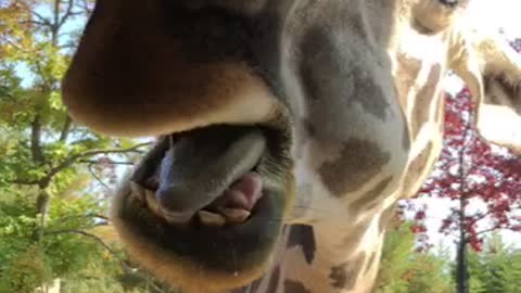 A close-up view of a giraffe