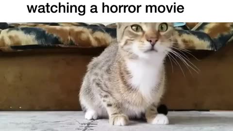 A cat watching a horror movie