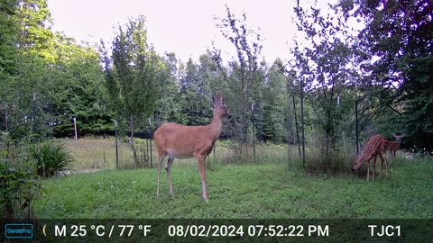 Doe and Twin Fawns