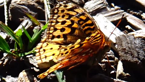 Fritillary Butterfly