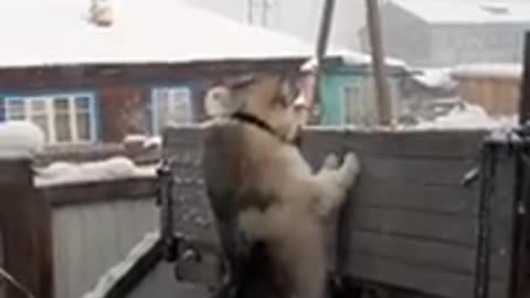 Funny animals videos