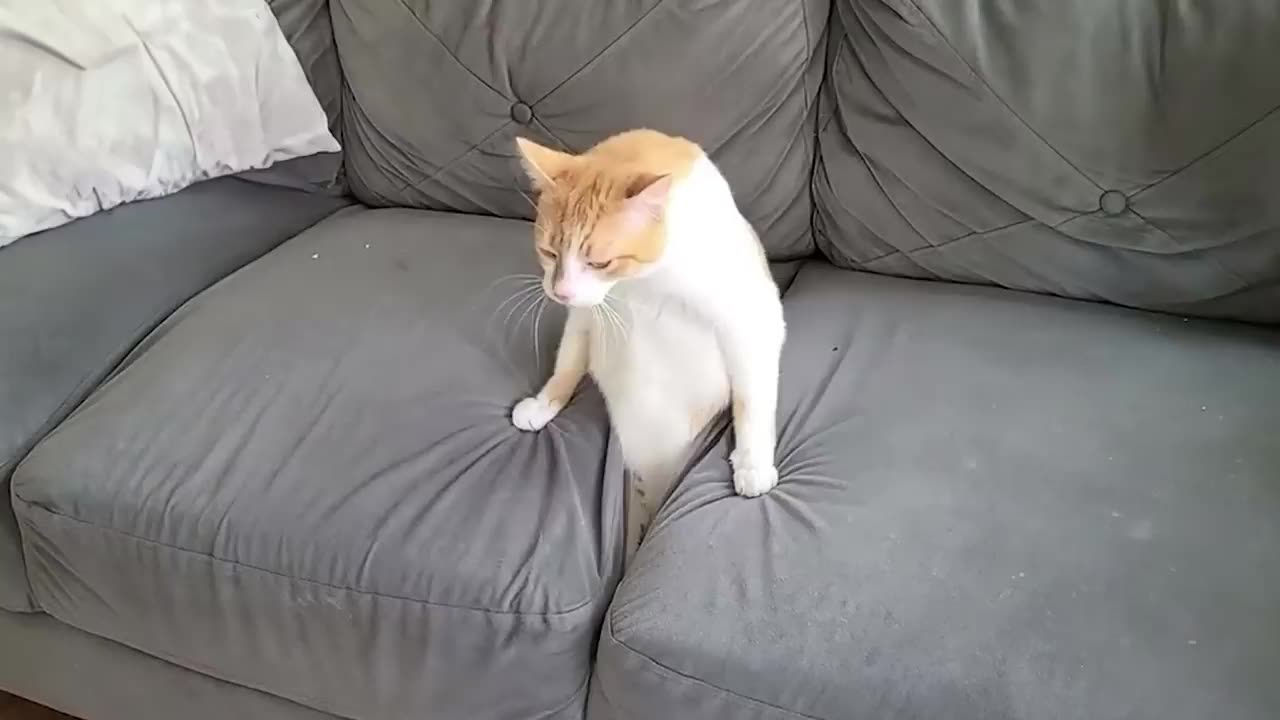 Funny Cat