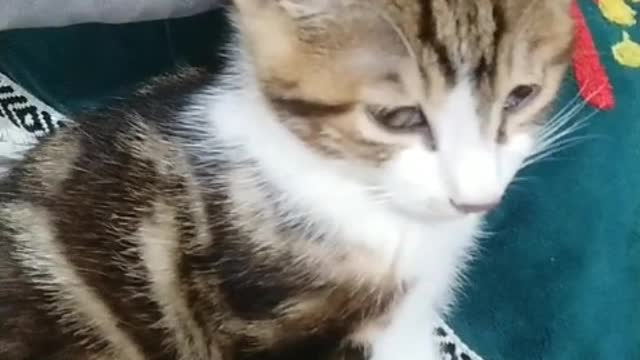 Although cats have developed motor nerves