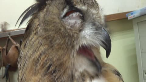 Yawining Owl