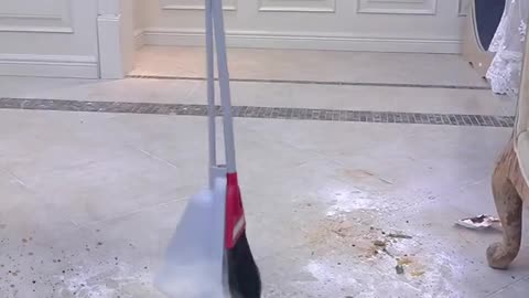 Cat EAting FisHEs