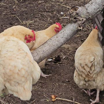 OMC! Orpington overwatch - Hen perched watching her friends! #friends #perched #chickens #shorts