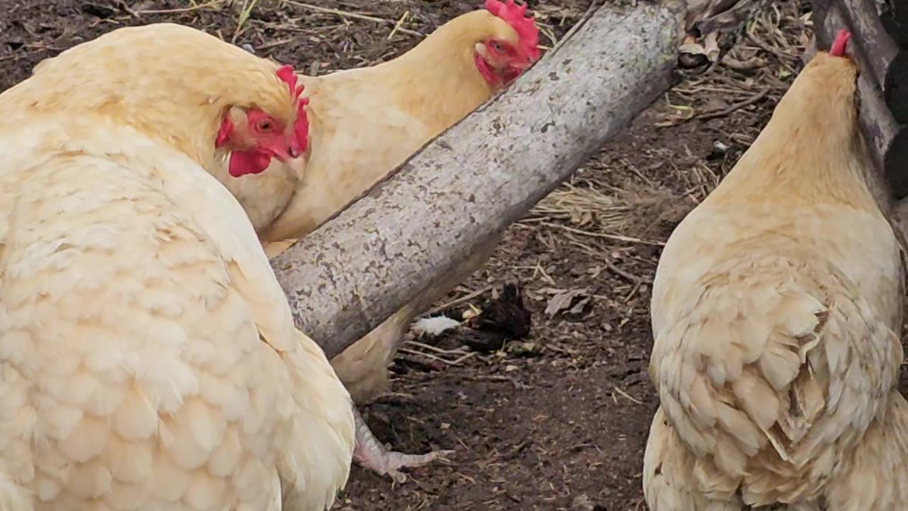 OMC! Orpington overwatch - Hen perched watching her friends! #friends #perched #chickens #shorts