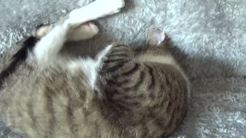 Adorable Little Cat Talks to Me and Sleeps Upside Down
