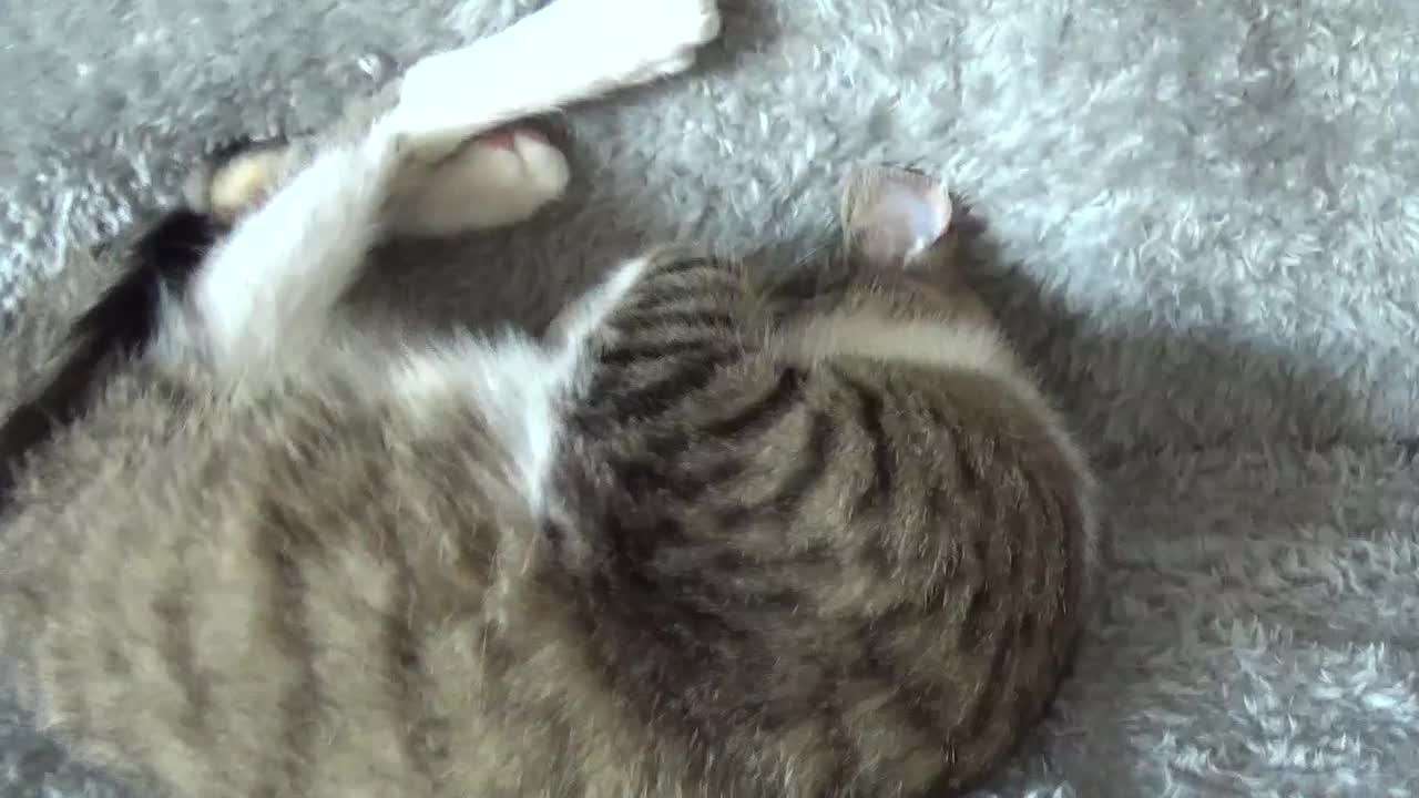 Adorable Little Cat Talks to Me and Sleeps Upside Down