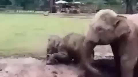 Funny video