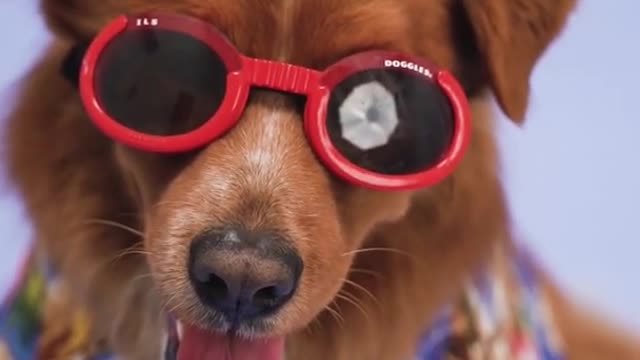 dog funny video / my dog was very inteligent