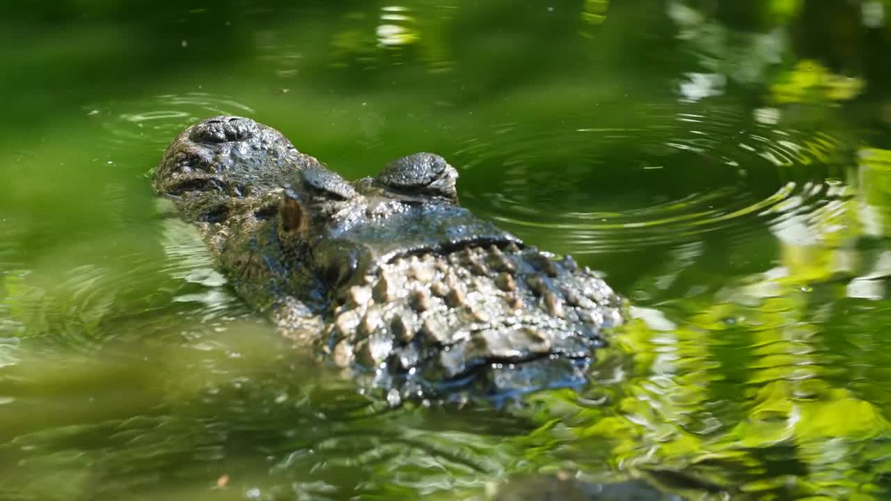 Black caiman close up in a pond French Guiana