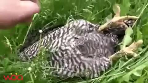 Smart animals play dead