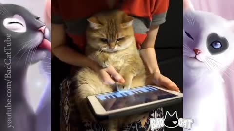 Cute, Funny and amazing Cat Videos