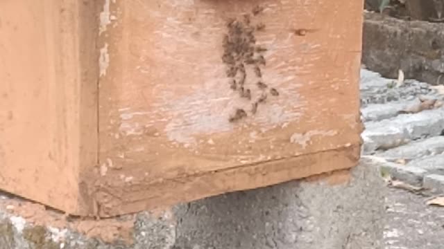 How to save Honey bee from dangerous biggest bee