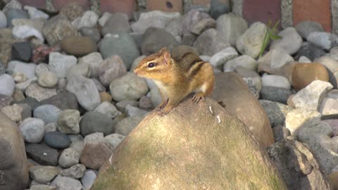 Cute Chipmank on a rock