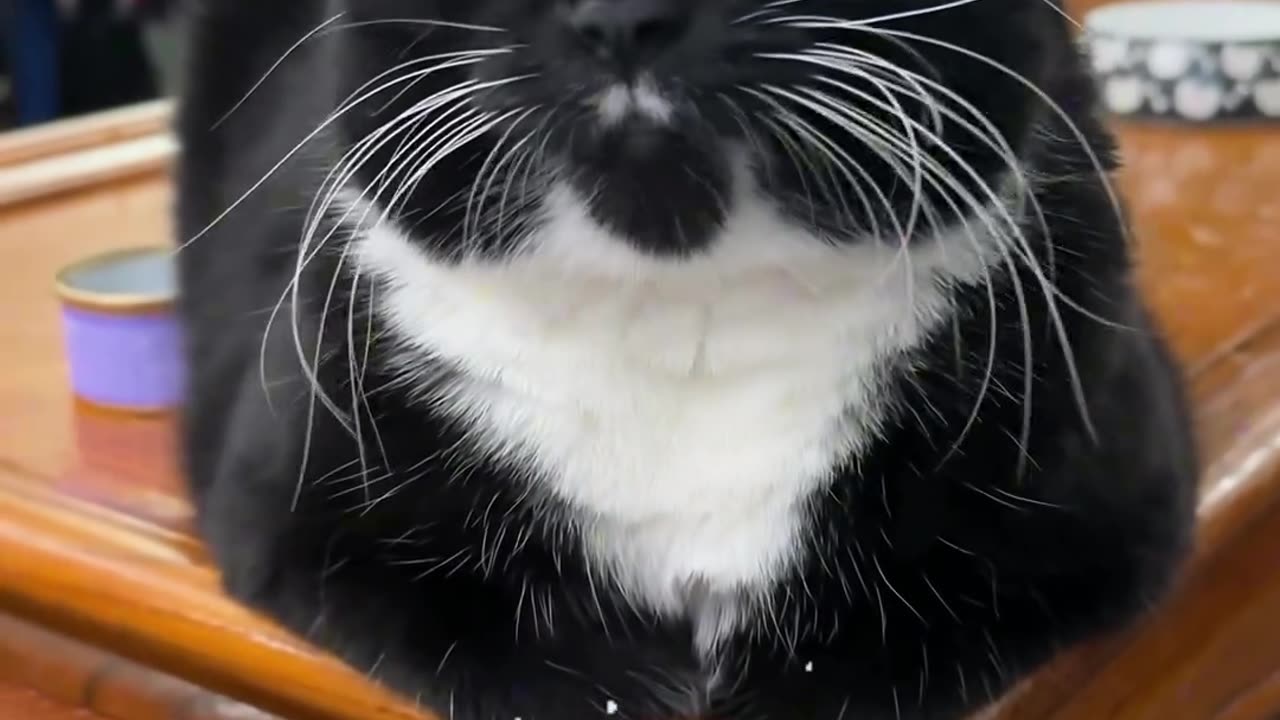 Distracted catloaf