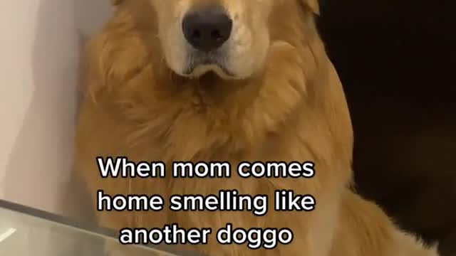 Funny and Cute compilation | Cute compilation. #shorts