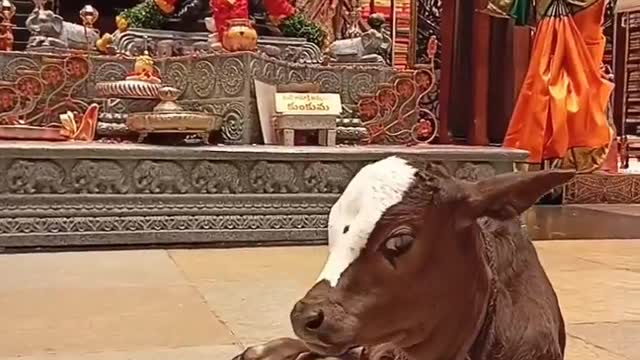 Adorable calf 🥰🥰