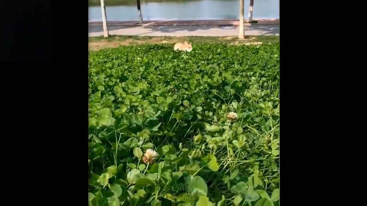 ๐Cute And Funny Pets || Try Not To Laugh To These Pets Compilation #15๐ Cutest Lands