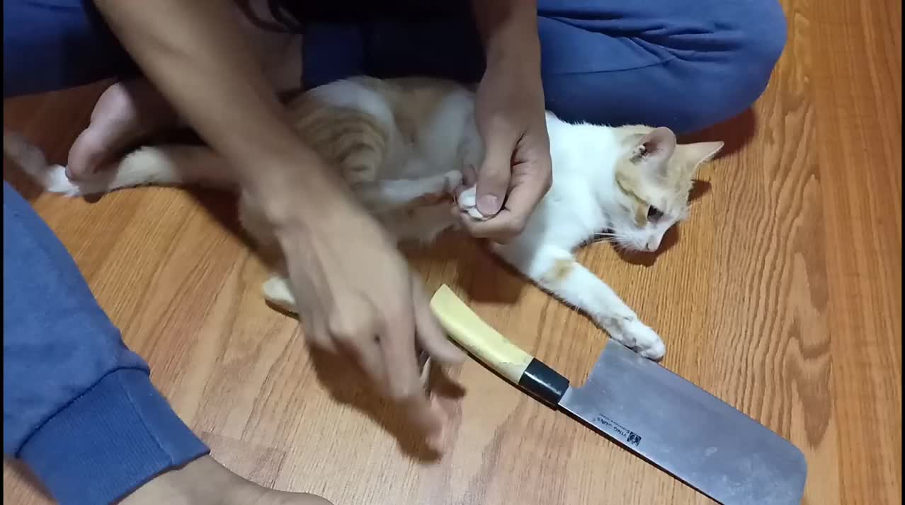 See how scared the cat was when he saw the knife