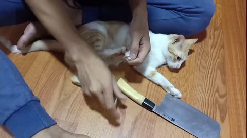 See how scared the cat was when he saw the knife