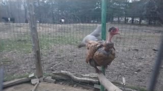 Cute Little Naked-Neck Hen Steals The Spotlight