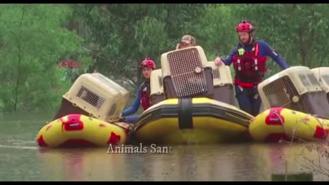 Watch 20 dogs rescued from Sydney's rising floodwaters