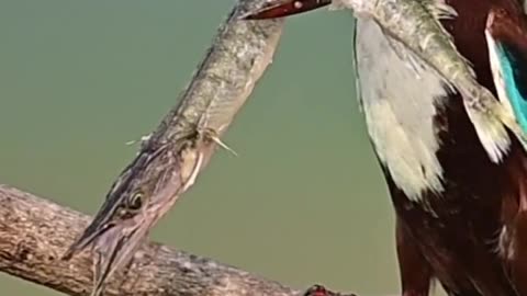 Wildlife