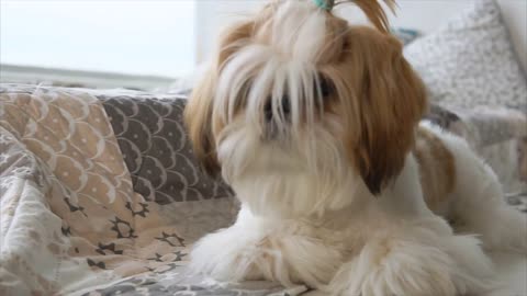 little shitsu dog lying on bed. Adorable doggy with hairstyle