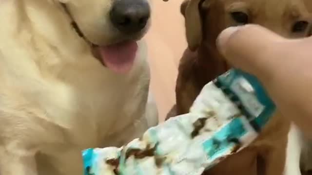 Funny 3 dog Video😁😁