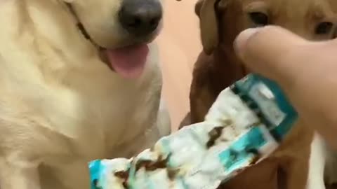 Funny 3 dog Video😁😁